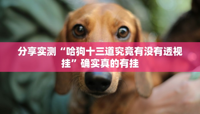 必备科技“流樱大厅开挂作弊”![果然有透视挂]